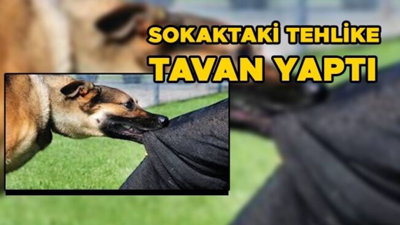 9 YAŞINDAKİ ÇOCUK KÖPEK SALDIRISINDA HASTANELİK OLDU