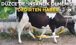D-100 KARAYOLUNDA BAŞIBOŞ DOLAŞAN İNEĞİ GÜVENLİ BÖLGEYE GÖTÜRDÜ