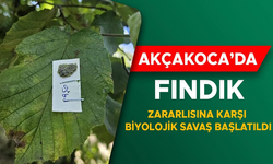 FINDIK BAHÇELERİNE SAMURAY ARISI SALINDI