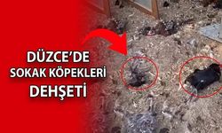 BAHÇEYE GİREN KÖPEKLER 20 TAVUĞU TELEF ETTİ