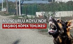 DÜZCE’DE KÖYLÜLER İSYAN ETTİ: SAHİPSİZ KÖPEKLER HERKESE SALDIRIYOR