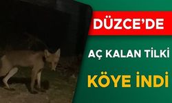 ESENTEPE KÖYÜ'NDE AÇ TİLKİ SÜRPRİZİ