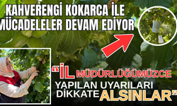 KAHVERENGİ KOKARCA İLE MÜCADELELER DEVAM EDİYOR