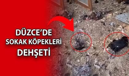 BAHÇEYE GİREN KÖPEKLER 20 TAVUĞU TELEF ETTİ