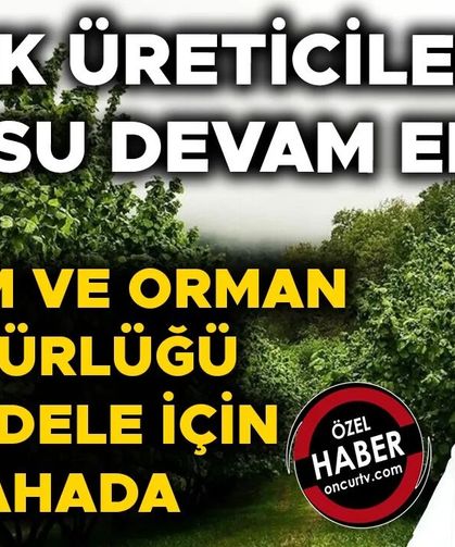 FINDIKTA BÜYÜK VERİM KAYBINA YOL AÇIYOR