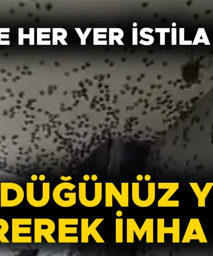 MÜCADELE ÇALIŞMALARI DÖRT KOLDAN SÜRÜYOR