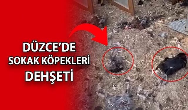 BAHÇEYE GİREN KÖPEKLER 20 TAVUĞU TELEF ETTİ