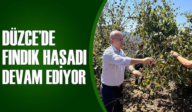 KAYMAKAM PİŞKİN FINDIK TOPLADI