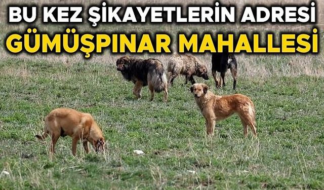 SÜRÜ HALİNDE DOLAŞAN SOKAK KÖPEKLERİ KORKU SALIYOR