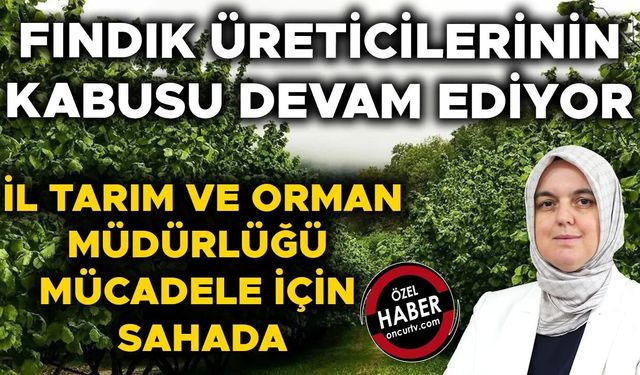 FINDIKTA BÜYÜK VERİM KAYBINA YOL AÇIYOR
