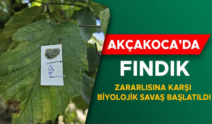 FINDIK BAHÇELERİNE SAMURAY ARISI SALINDI