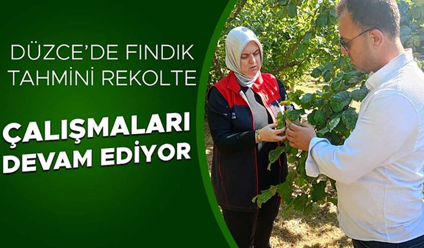 FINDIK BAHÇELERİ KÜLLENME HASTALIĞI VE KURAKLIĞIN TEHDİDİ ALTINDA