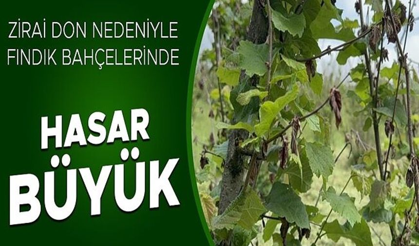 ÜRETİCİLER 2 YIL FINDIKTAN ÜMİDİNİ KESTİ