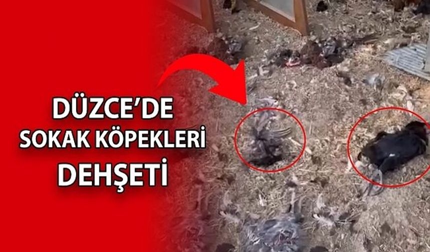 BAHÇEYE GİREN KÖPEKLER 20 TAVUĞU TELEF ETTİ