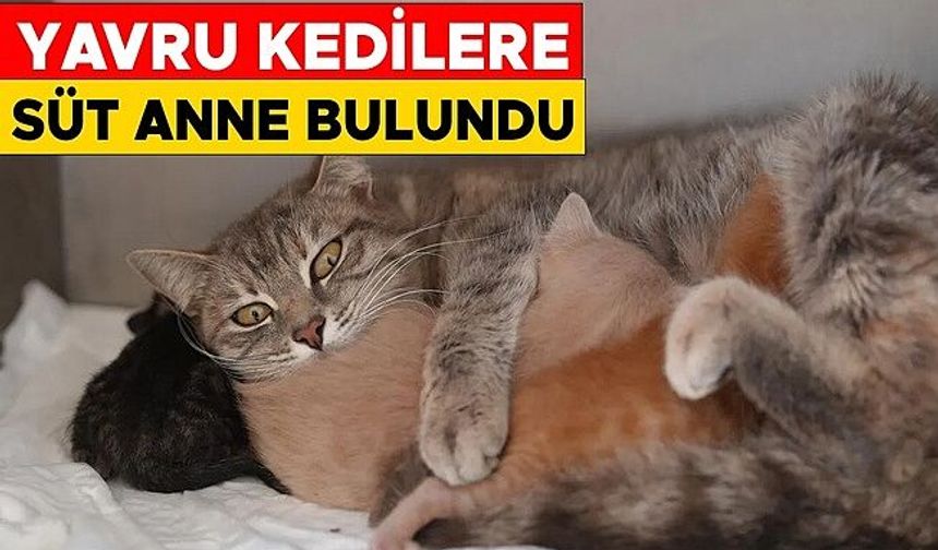 DEREYE DÜŞEN YAVRU KEDİLER EMİN ELLERDE
