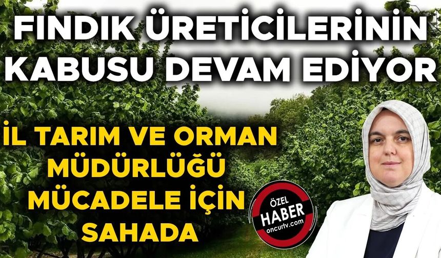 FINDIKTA BÜYÜK VERİM KAYBINA YOL AÇIYOR
