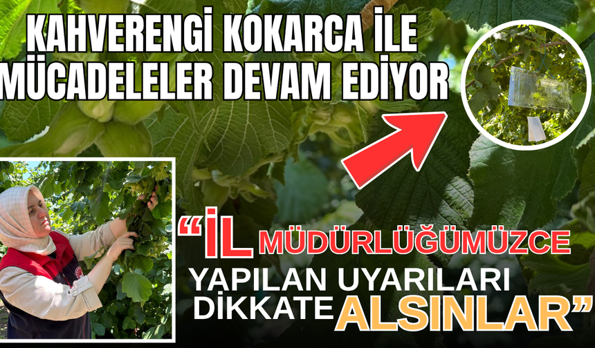 KAHVERENGİ KOKARCA İLE MÜCADELELER DEVAM EDİYOR